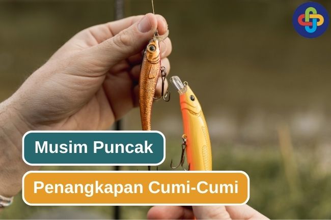 Inilah Musim Tangkapan Cumi-Cumi Di Laut Jawa